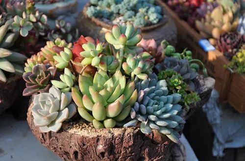 多肉花怎樣養(yǎng)殖_養(yǎng)殖多肉花盆必須有孔嗎_養(yǎng)花多肉植物怎樣養(yǎng)