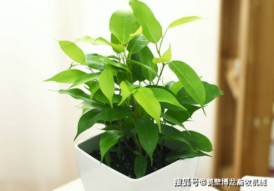 衛生間可以養什么綠植_衛生間養綠植影響風水_衛生養間綠植可以放陽臺嗎