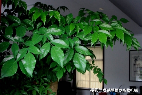 衛生間養綠植影響風水_衛生養間綠植可以放陽臺嗎_衛生間可以養什么綠植