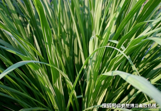 衛生間養綠植影響風水_衛生間可以養什么綠植_衛生養間綠植可以放陽臺嗎