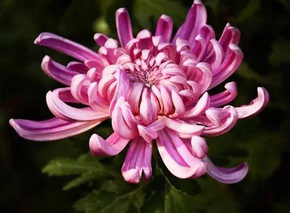 臥室適合綠植嗎_適合臥室的綠植_臥室綠植適合養什么花