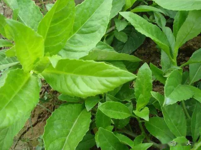 臥室適合綠植嗎_臥室綠植適合養什么花_適合臥室的綠植