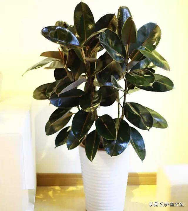 臥室綠植適合養什么花_適合臥室的綠植_臥室適合綠植嗎