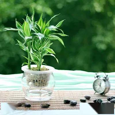 臥室適合綠植嗎_適合臥室的綠植_臥室綠植適合養什么花