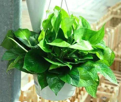 臥室綠植適合養什么花_臥室適合綠植嗎_適合臥室的綠植