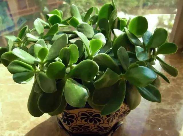 適合臥室的綠植_臥室適合綠植嗎_臥室綠植適合養什么花