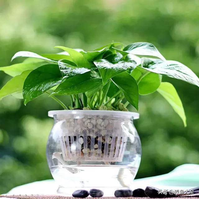 臥室綠植適合養什么花_適合臥室的綠植_臥室適合綠植嗎