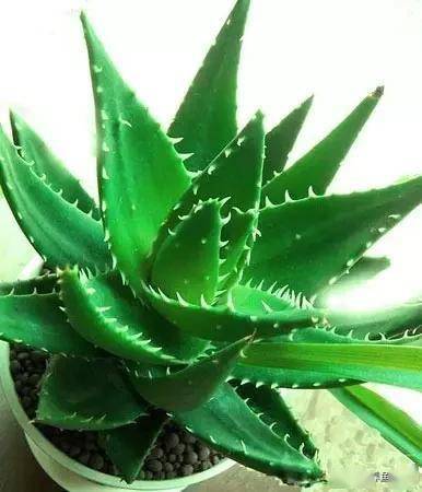 臥室適合綠植嗎_臥室綠植適合養什么花_適合臥室的綠植