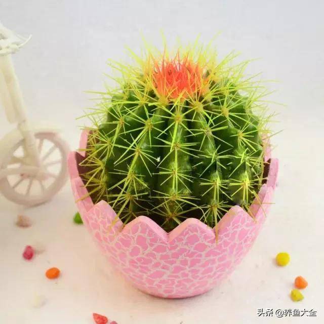 臥室適合綠植嗎_臥室綠植適合養什么花_適合臥室的綠植