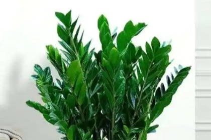 家里最旺財?shù)氖N植物 適合家里擺放的招財植物