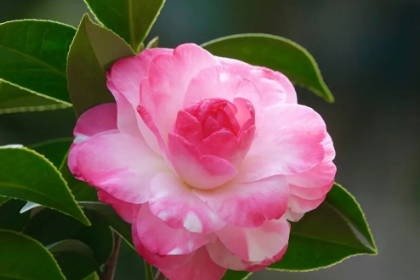 客廳養什么綠植最旺家旺財_客廳旺財植物_客廳旺位可以放什么植物