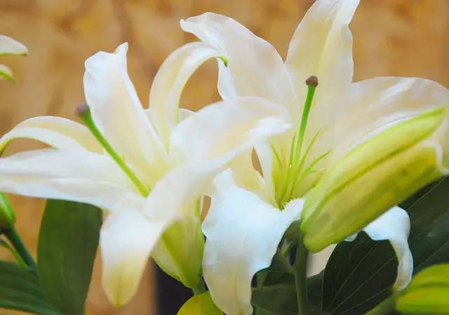 生日送花好還是蛋糕_生日送花好嗎_生日送花好么