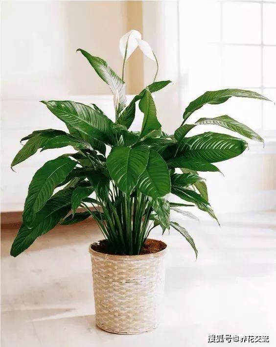 能凈化空氣的室內植物有哪些_凈化室內空氣植物有哪些_能凈化空氣的室內植物有哪些