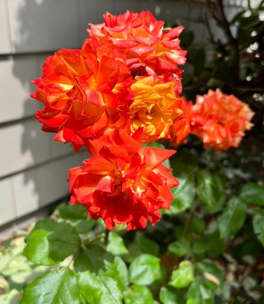 天氣冷，6種“漂亮花”，要放在室內(nèi)養(yǎng)，安全過(guò)冬，葉綠花多