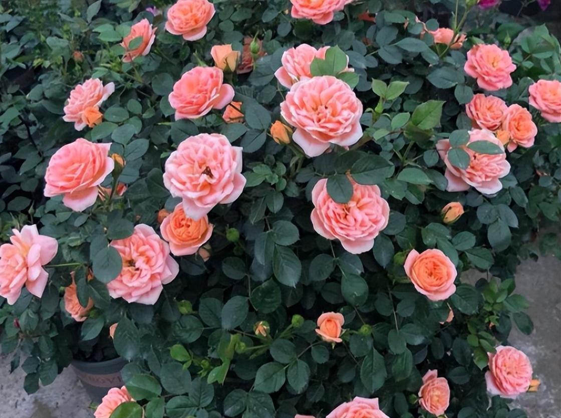 冬季養花品種_冬季養花的注意事項_冬季養什么花