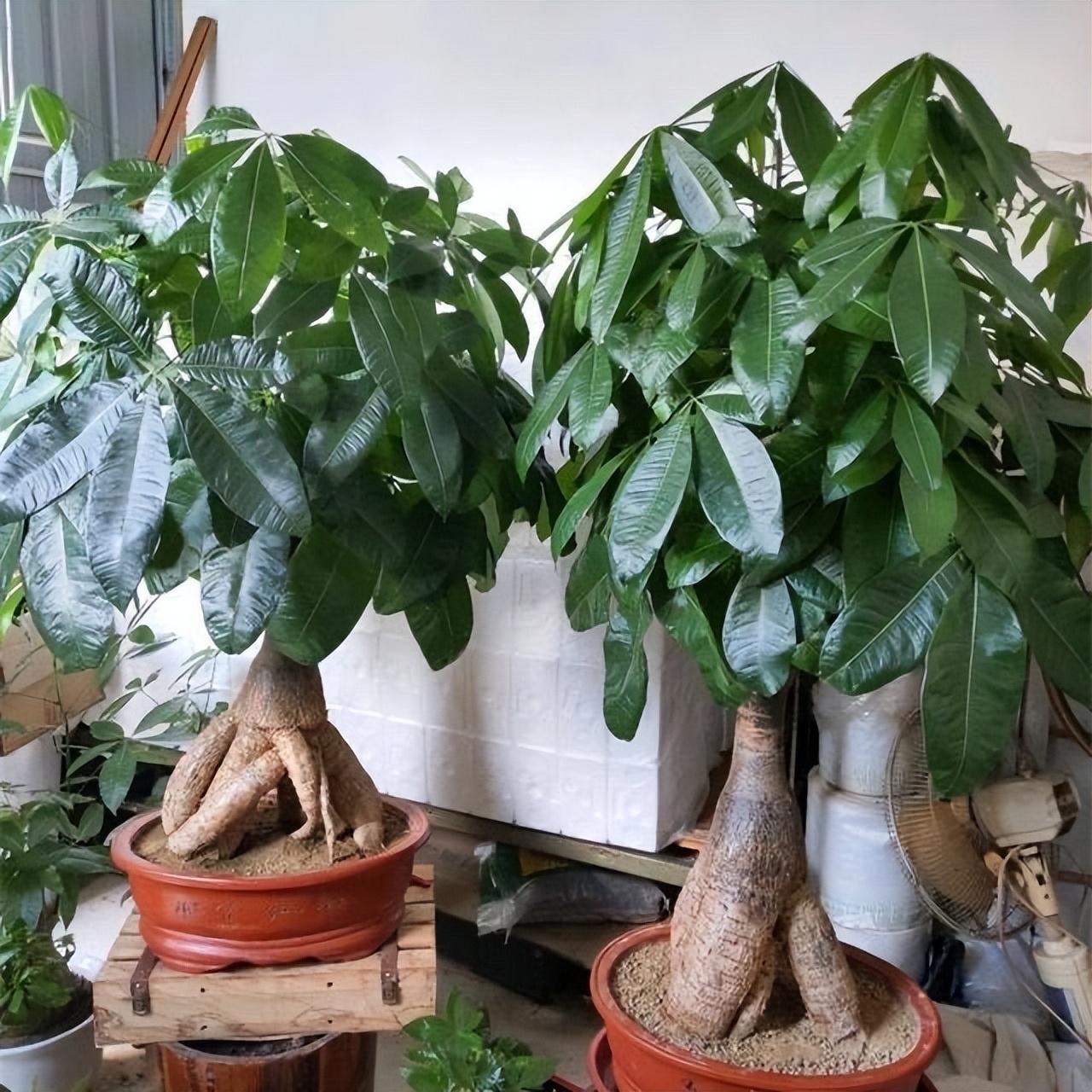 冬季養花品種_冬季養花的注意事項_冬季養什么花