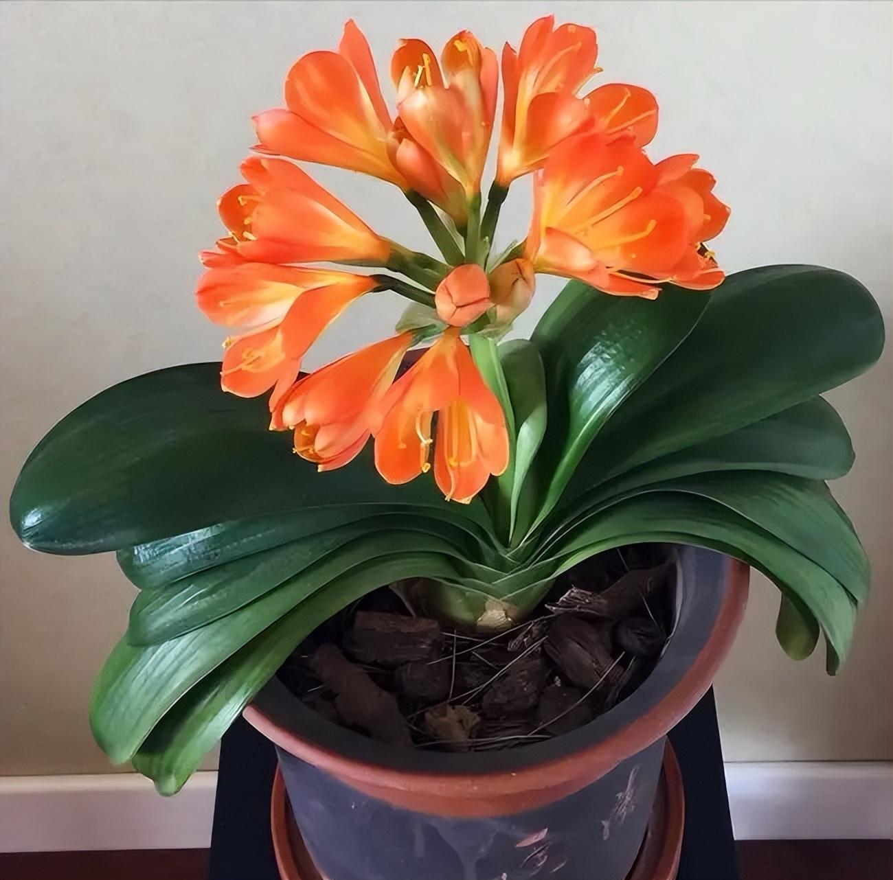 冬季養花品種_冬季養花的注意事項_冬季養什么花