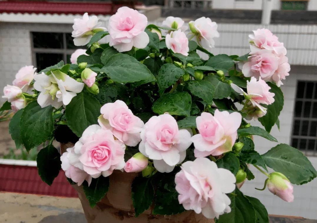 冬季養花的注意事項_冬季養什么花_冬季養花品種