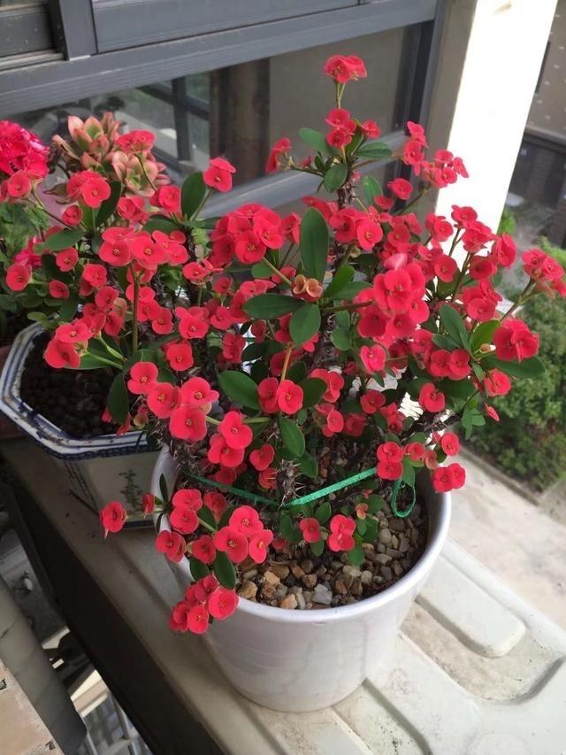 冬季養花品種_冬季養花的注意事項_冬季養什么花