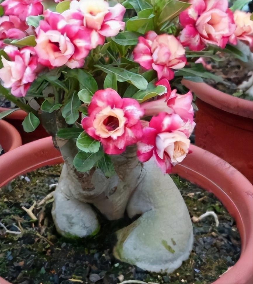 冬季養什么花_冬季養花品種_冬季養花的注意事項