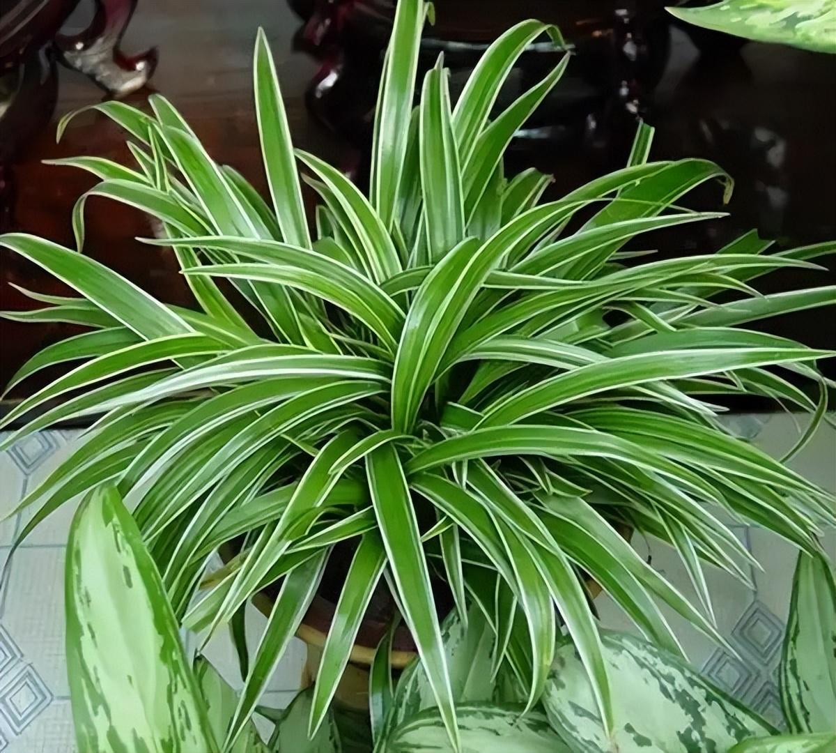 冬季養花的注意事項_冬季養花品種_冬季養什么花