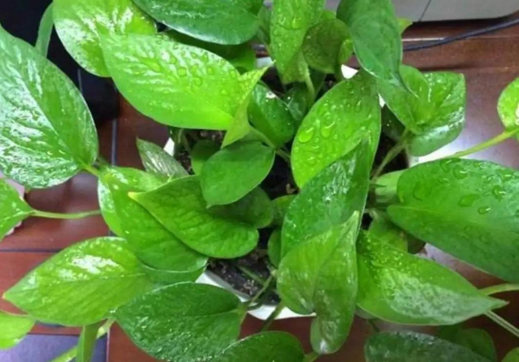 冬季養花品種_冬季養花的注意事項_冬季養什么花