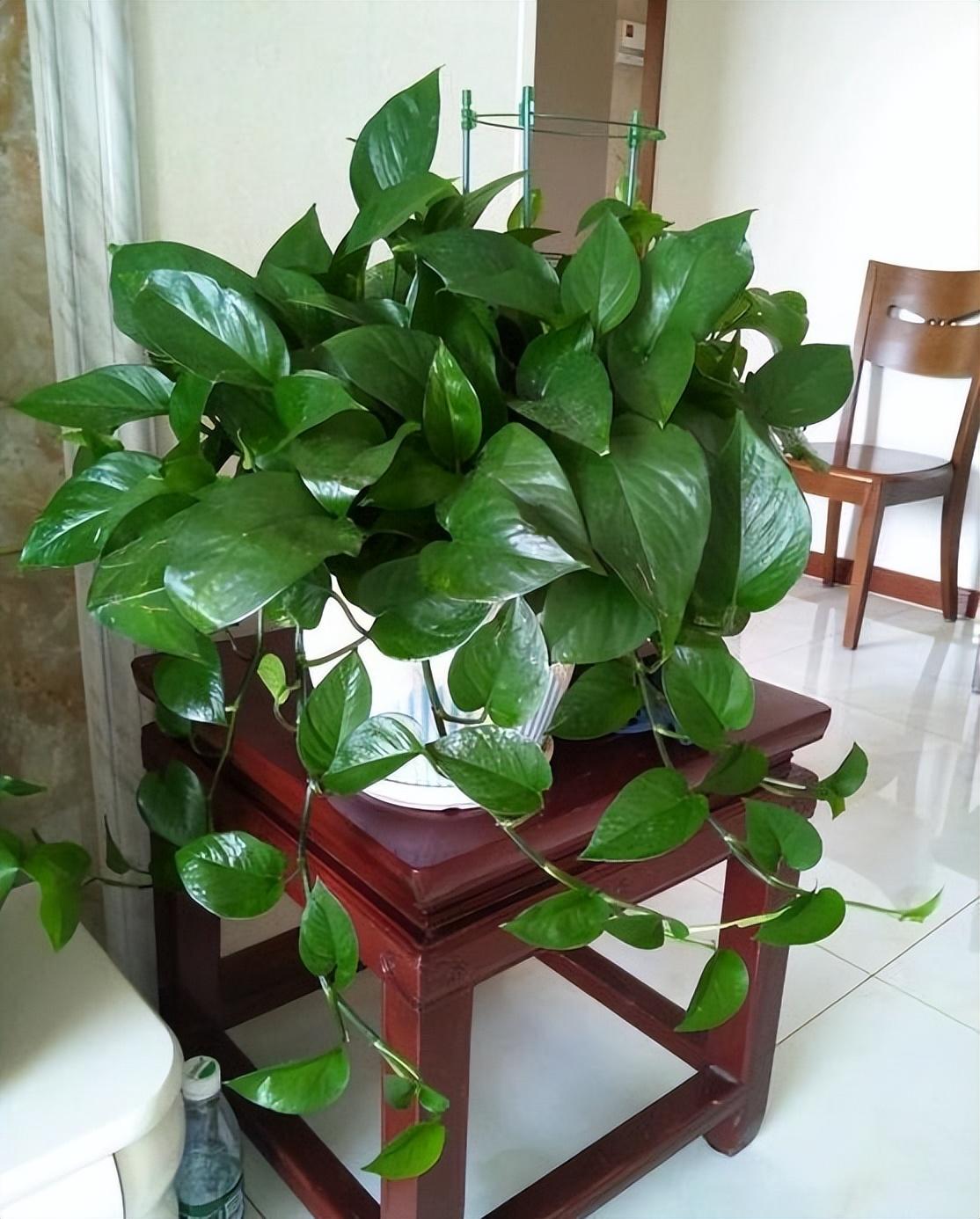 冬季養花的注意事項_冬季養什么花_冬季養花品種