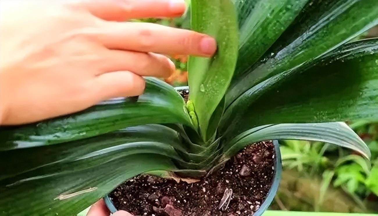 冬季養花的注意事項_冬季養花品種_冬季養什么花