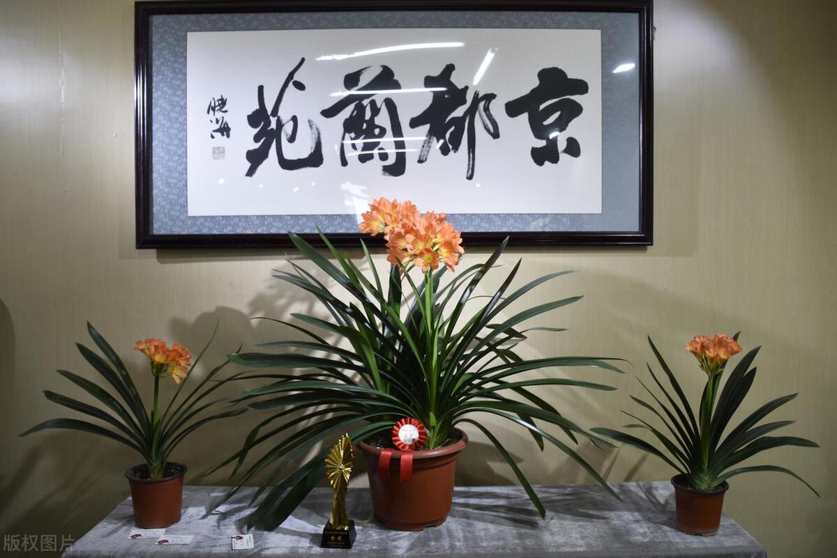 種植綠植的好處_種植綠植的勞動心得_綠植種植