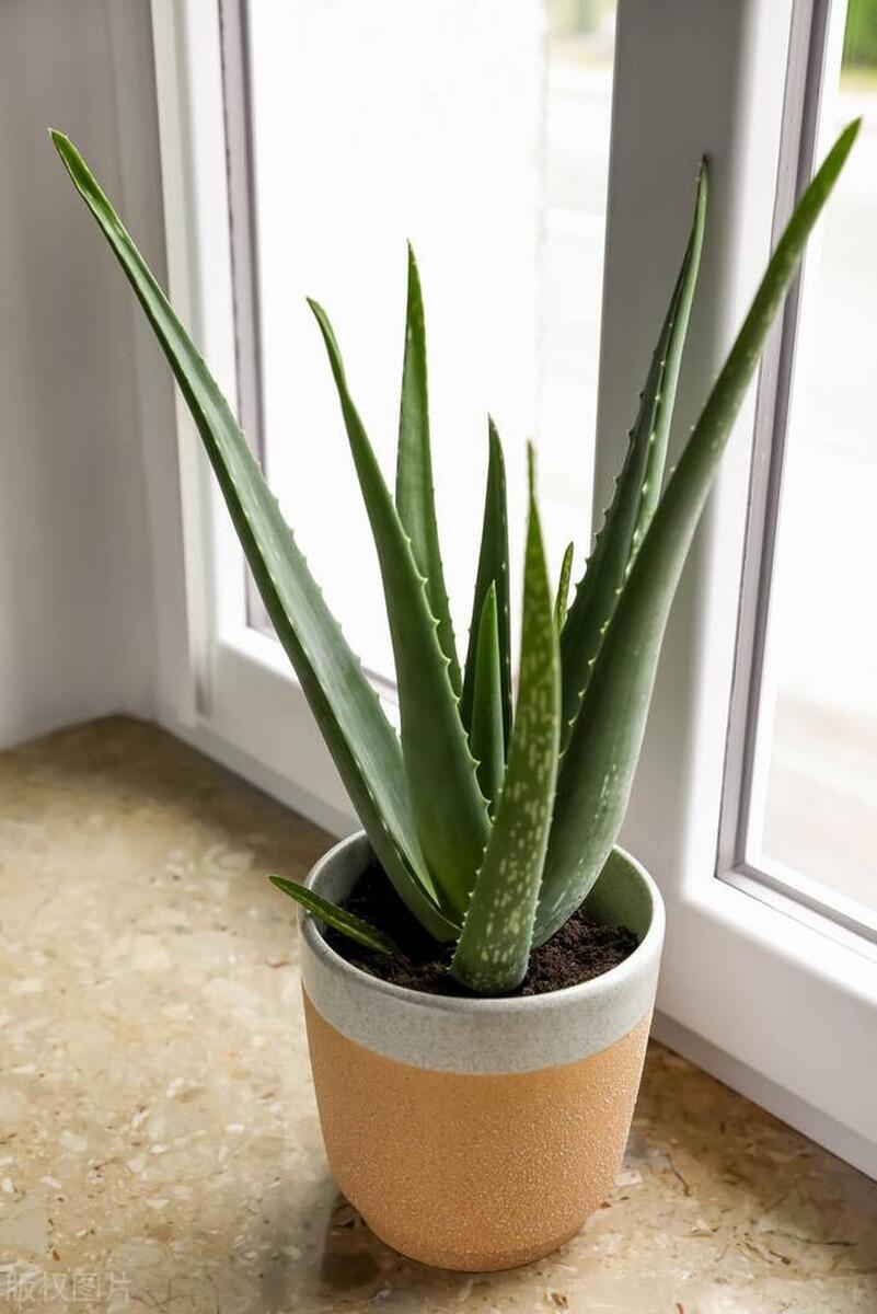 種植綠植的好處_種植綠植的勞動心得_綠植種植