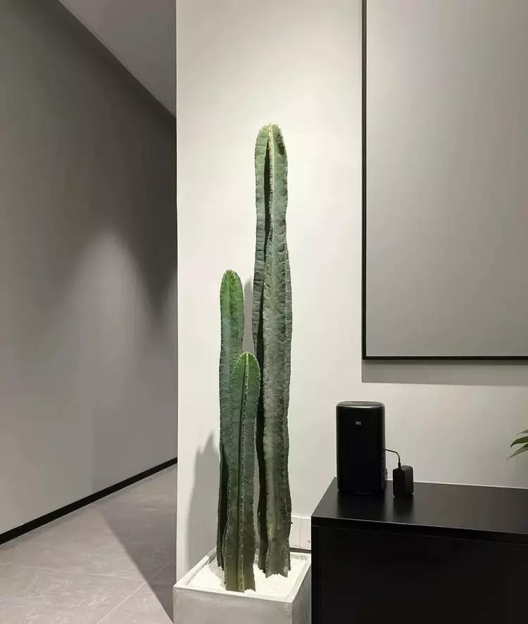 綠植種植_種植綠植的勞動心得_種植綠植的好處