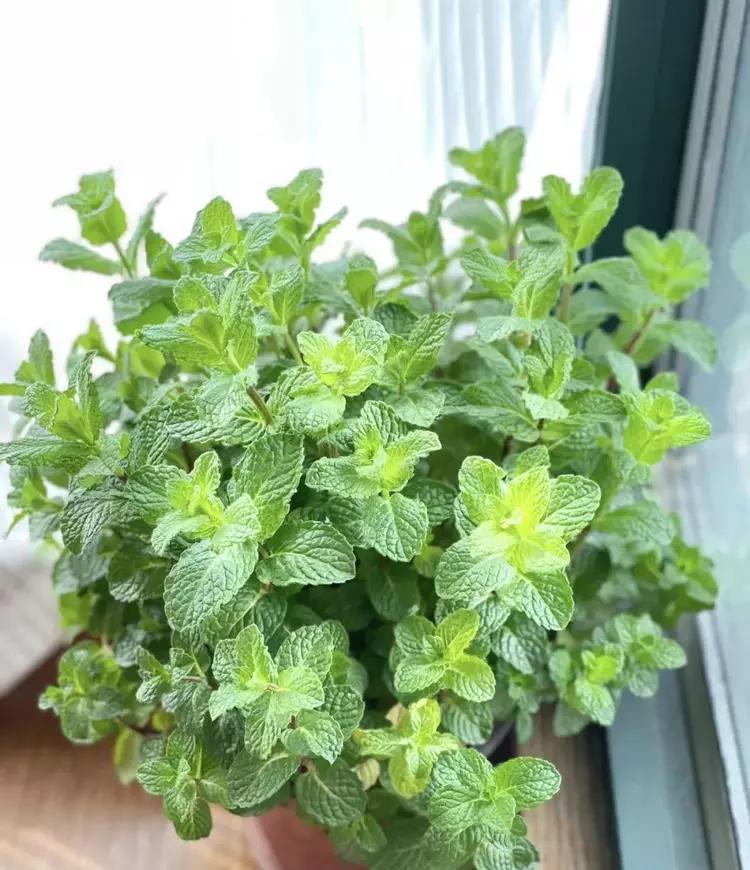 種植綠植的好處_綠植種植_種植綠植的勞動心得