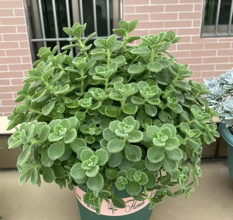 種植綠植的好處_綠植種植_種植綠植的勞動心得