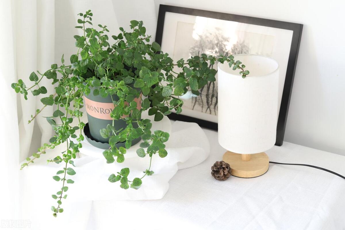 種植綠植的好處_種植綠植的勞動心得_綠植種植