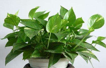 室內(nèi)綠植凈化空氣_綠植可以凈化室內(nèi)空氣嗎?_凈化室內(nèi)空氣綠植可以曬太陽(yáng)嗎