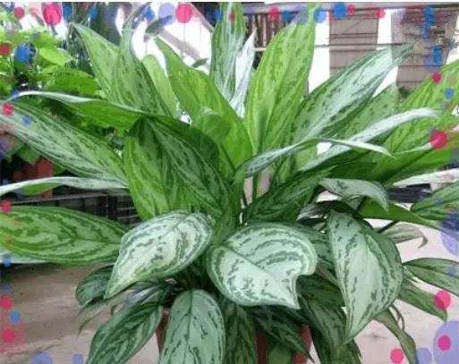 凈化室內(nèi)空氣綠植可以曬太陽(yáng)嗎_綠植可以凈化室內(nèi)空氣嗎?_室內(nèi)綠植凈化空氣