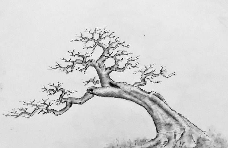 北方能過冬的庭院綠色植物花