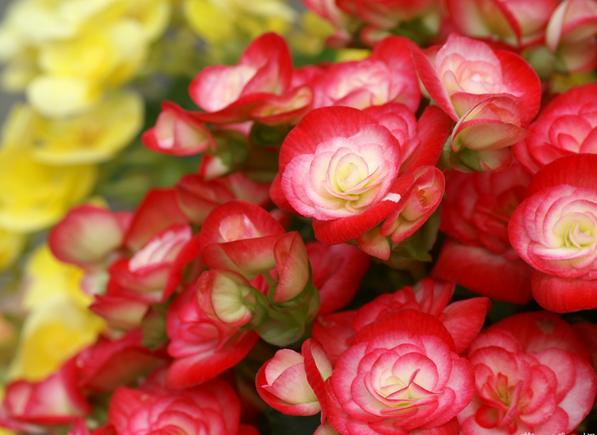 有什么花一年四季開花又好養的呢_開花四季養花好有哪些品種_四季開花好養