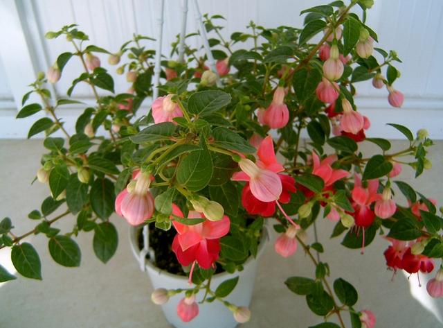 開花四季養花好有哪些品種_有什么花一年四季開花又好養的呢_四季開花好養