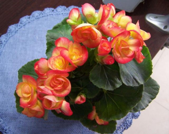 四季開花好養_有什么花一年四季開花又好養的呢_開花四季養花好有哪些品種