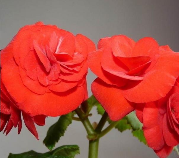 有什么花一年四季開花又好養的呢_開花四季養花好有哪些品種_四季開花好養