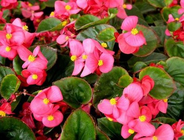 四季開花好養_有什么花一年四季開花又好養的呢_開花四季養花好有哪些品種