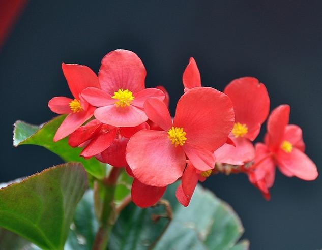 有什么花一年四季開花又好養的呢_開花四季養花好有哪些品種_四季開花好養