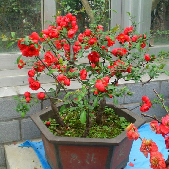 四季開花好養_有什么花一年四季開花又好養的呢_開花四季養花好有哪些品種
