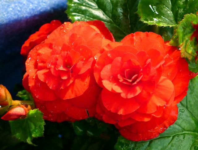 四季開花好養_開花四季養花好有哪些品種_有什么花一年四季開花又好養的呢