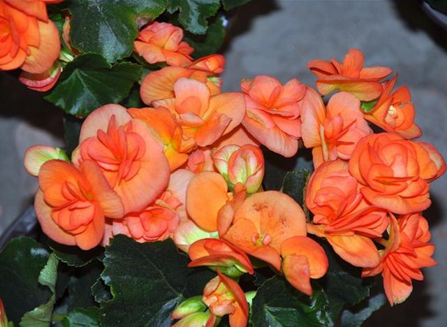 有什么花一年四季開花又好養的呢_四季開花好養_開花四季養花好有哪些品種