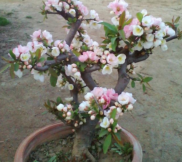 開花四季養花好有哪些品種_四季開花好養_有什么花一年四季開花又好養的呢