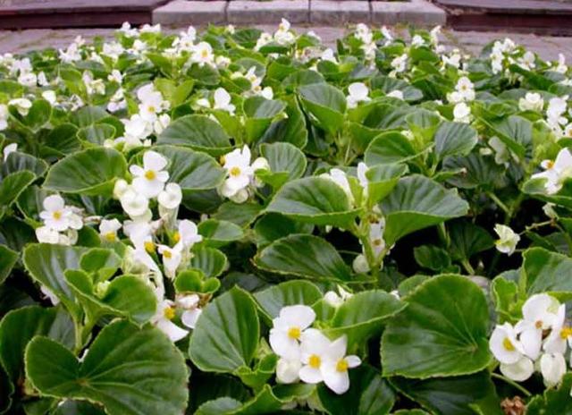 有什么花一年四季開花又好養的呢_開花四季養花好有哪些品種_四季開花好養