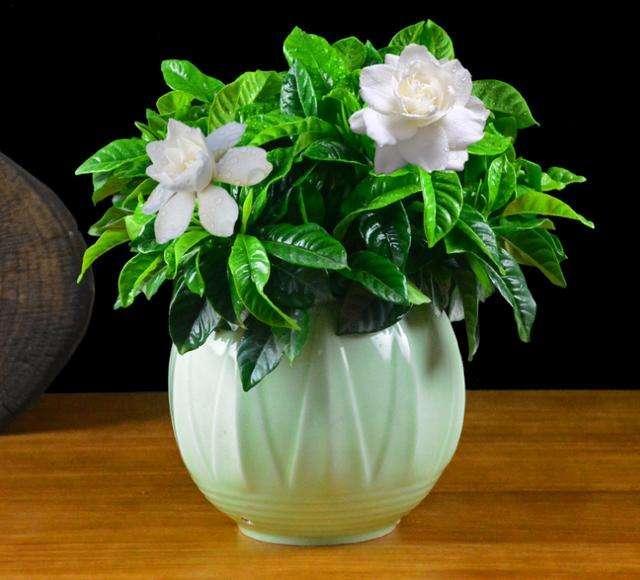 四季常開好養的花_四季開花好養盆栽_四季養的花