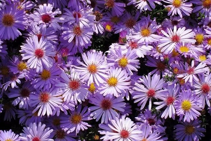 7種熱帶長常見的觀賞植物，在北方就只能養(yǎng)成盆栽了